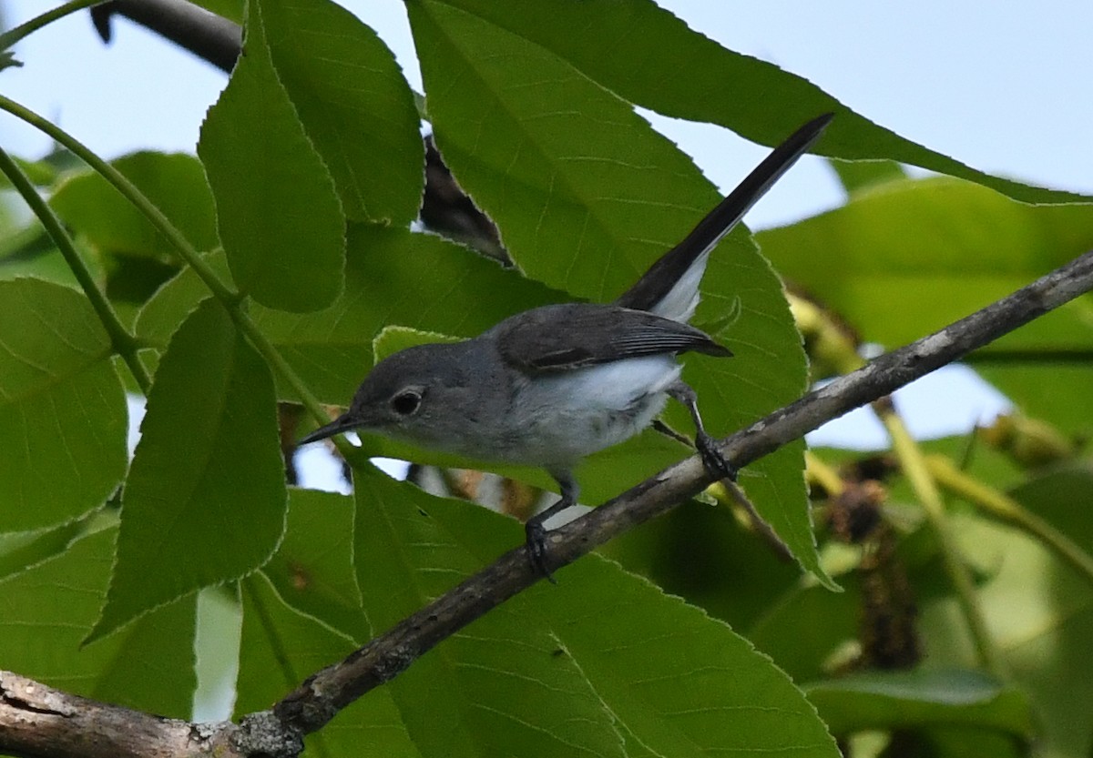 Blue-gray Gnatcatcher - ML635993985