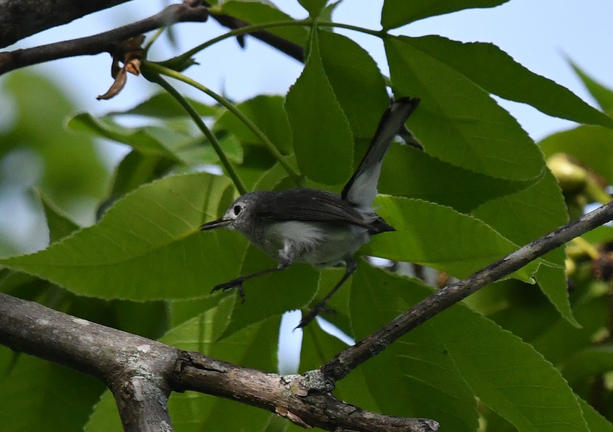 Blue-gray Gnatcatcher - ML635993986