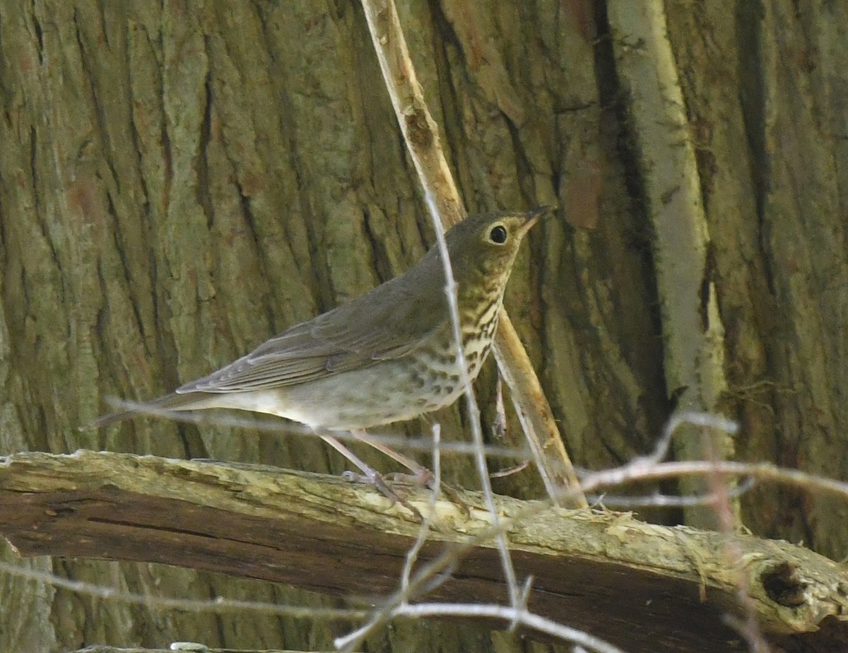 Swainson's Thrush - ML635994027