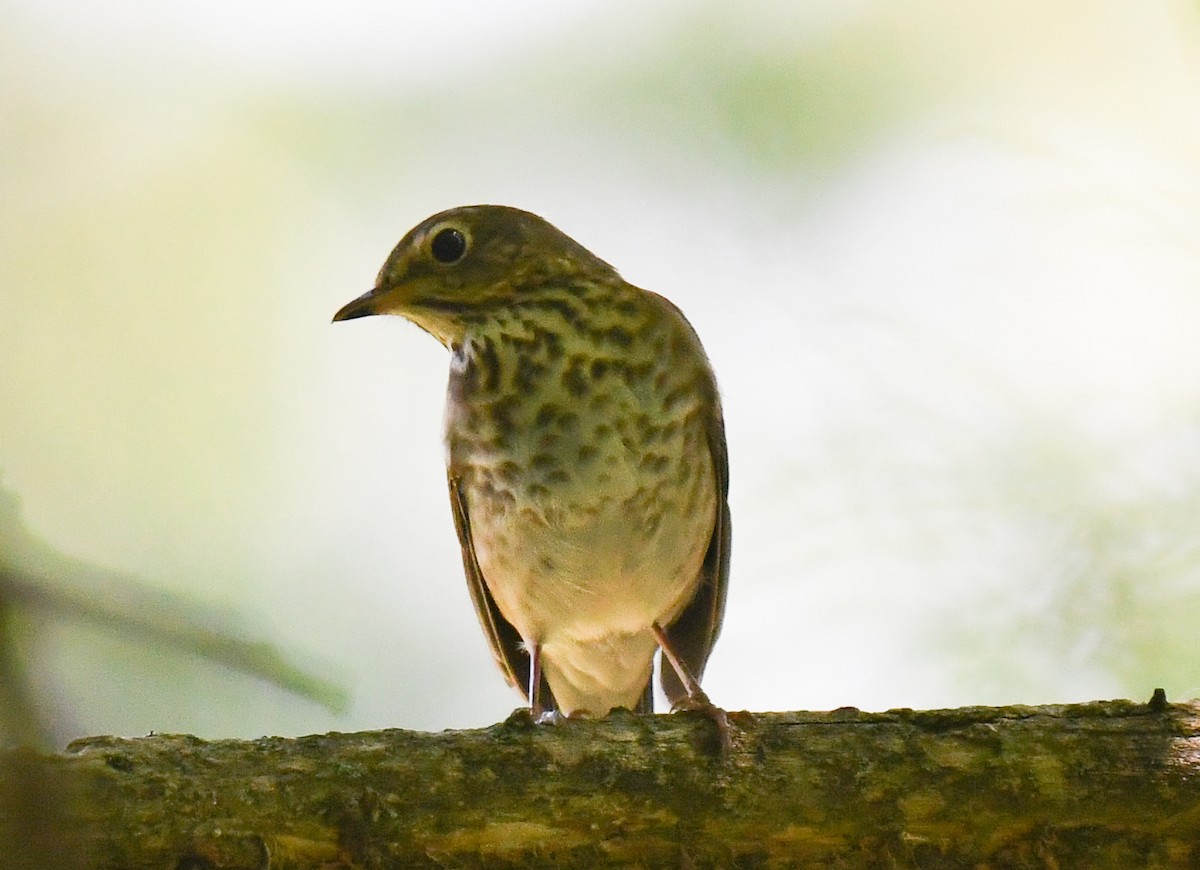 Swainson's Thrush - ML635994028