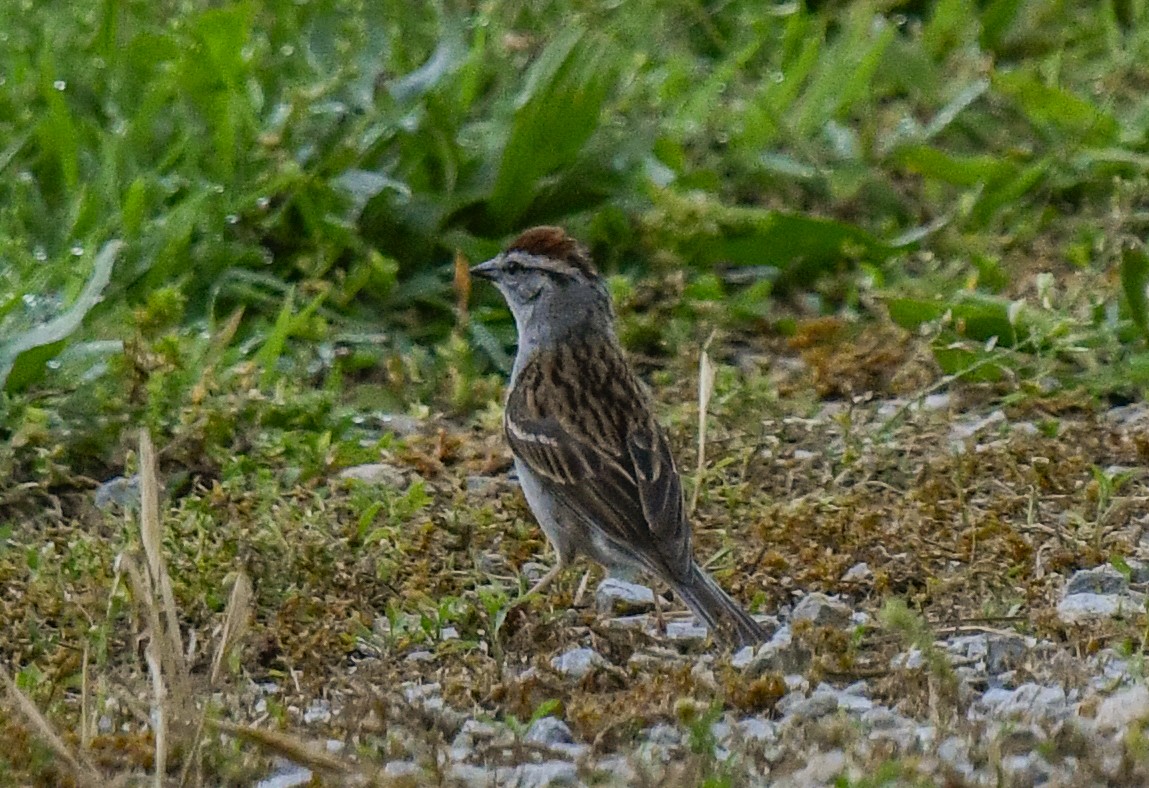 Chipping Sparrow - ML635994049