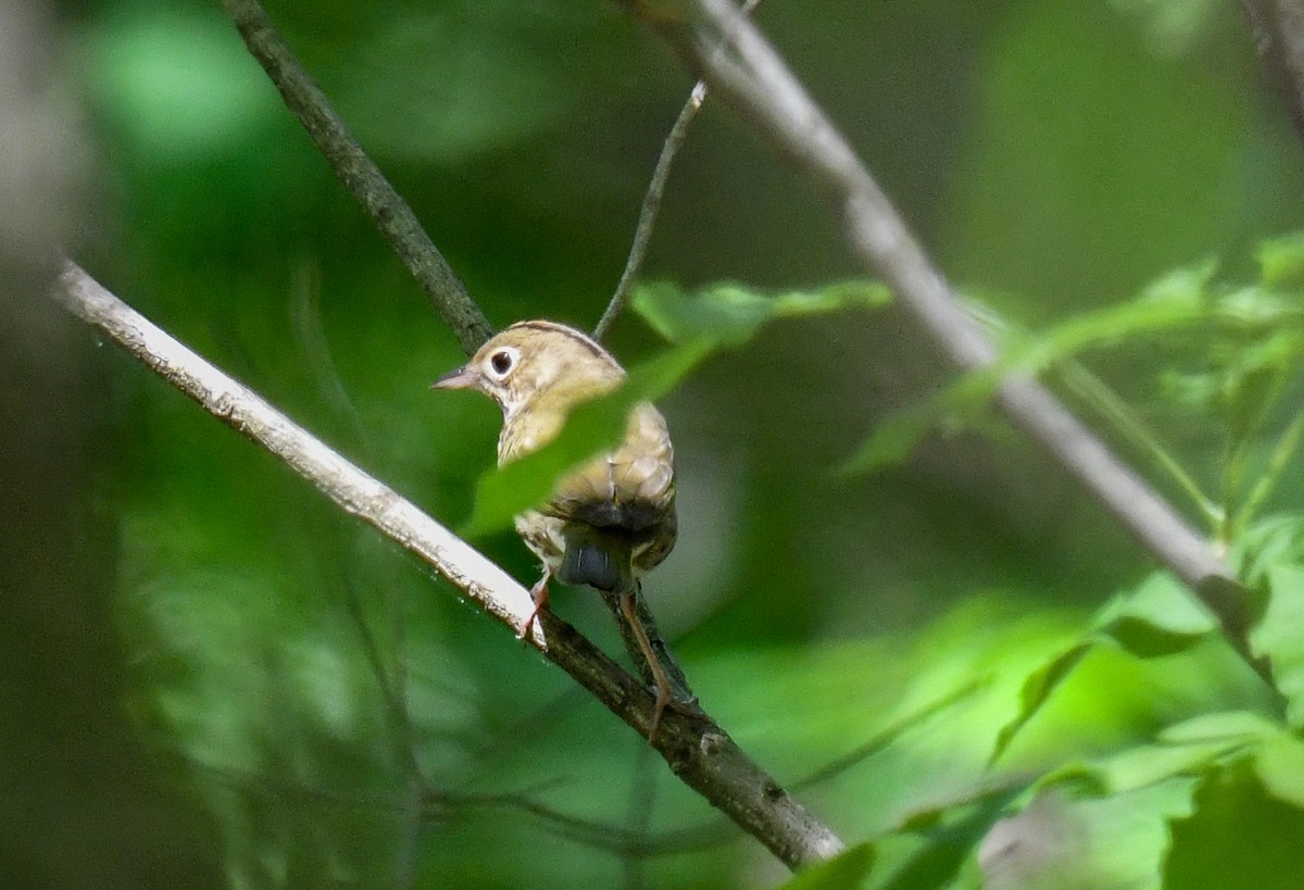 Ovenbird - ML635994078