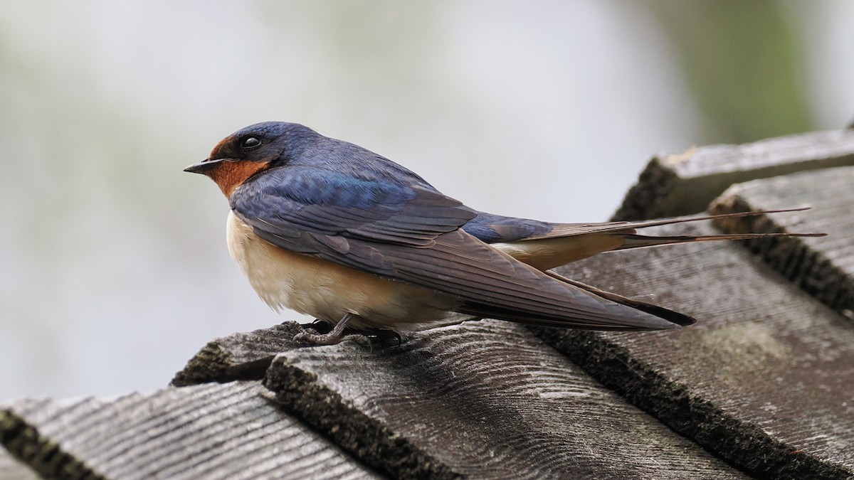 Barn Swallow - ML635994093