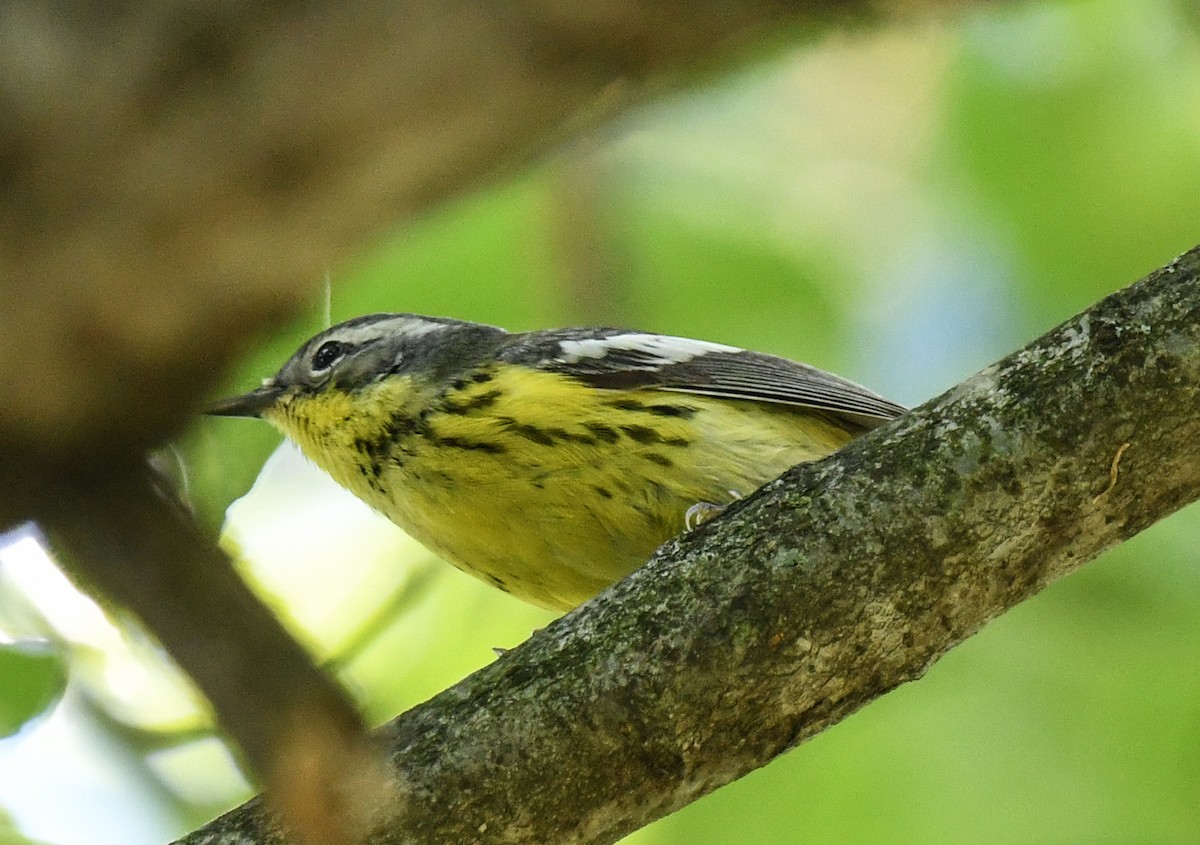 Magnolia Warbler - ML635994102