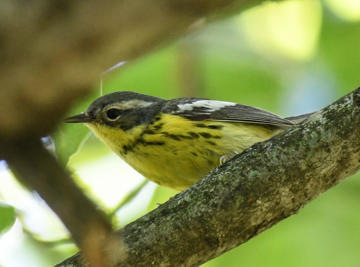 Magnolia Warbler - ML635994103