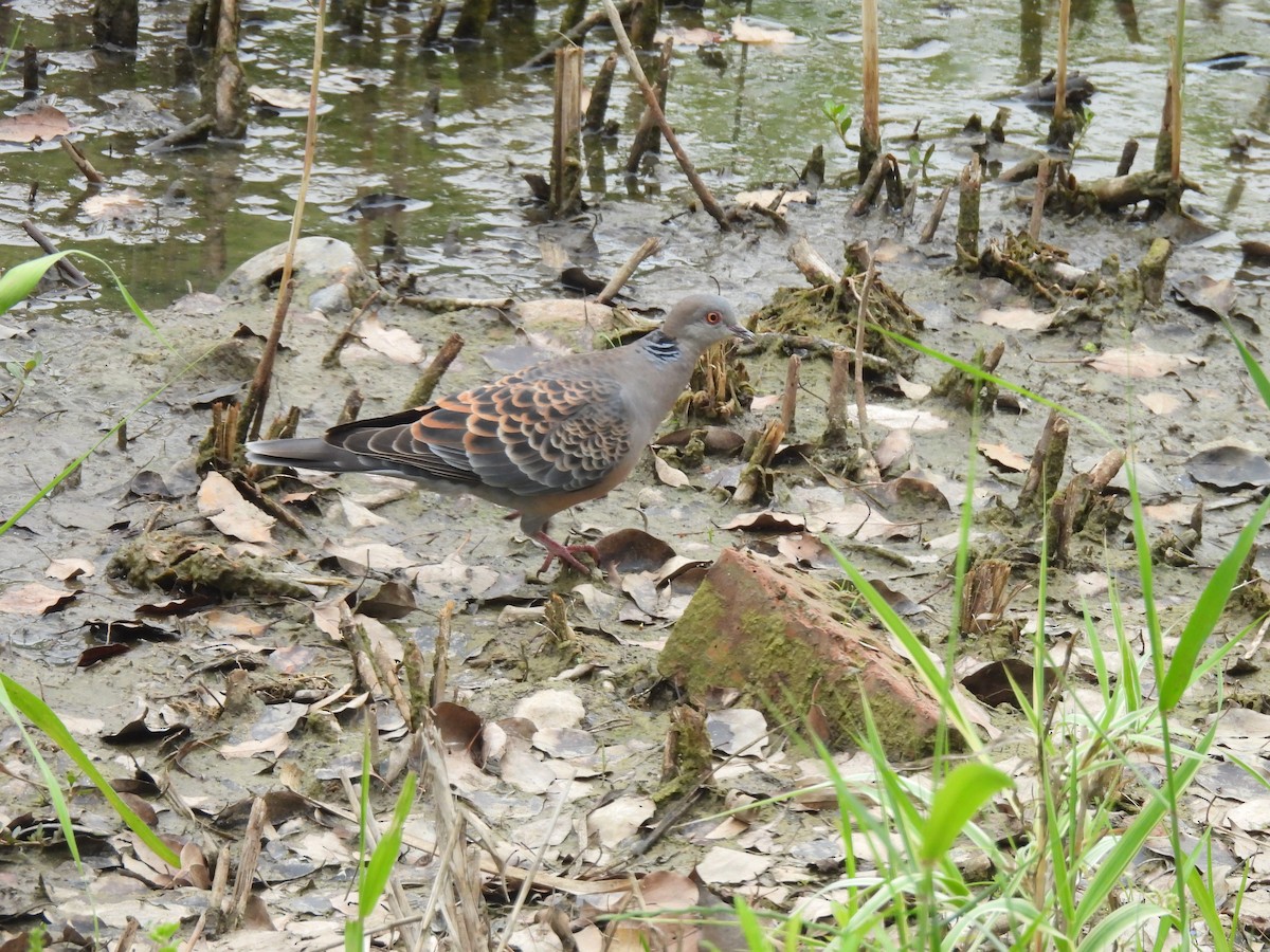 Oriental Turtle-Dove - ML635994127