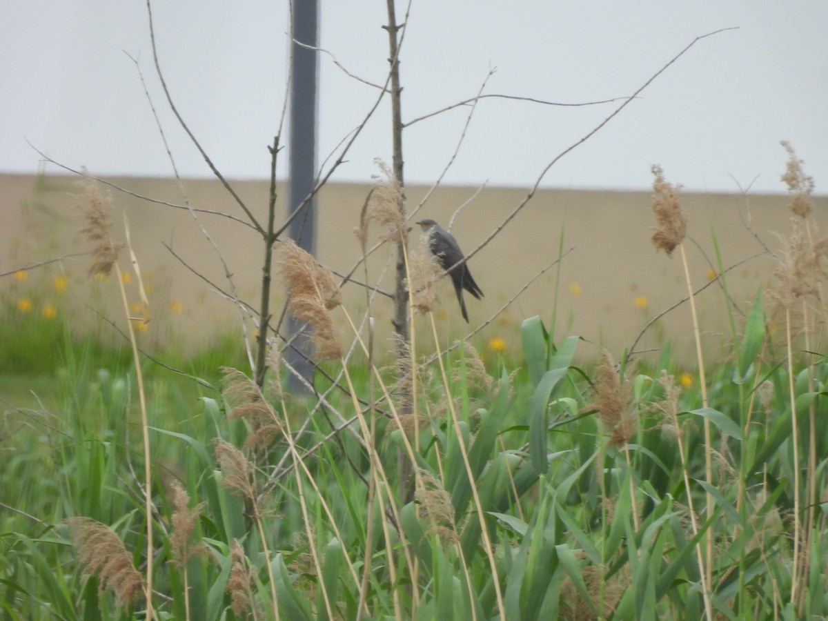 Common Cuckoo - ML635994130