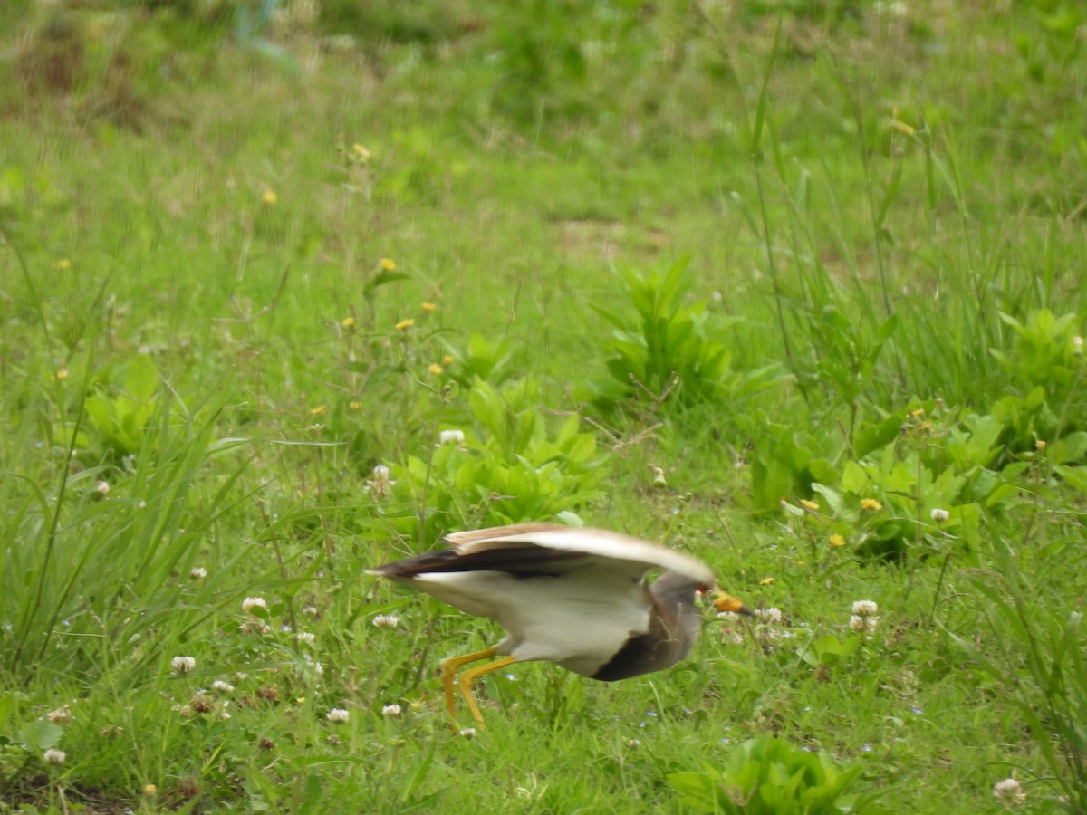 Gray-headed Lapwing - ML635994143
