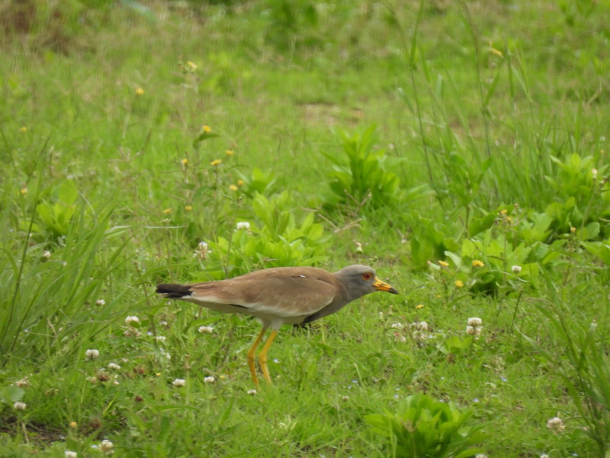 Gray-headed Lapwing - ML635994144