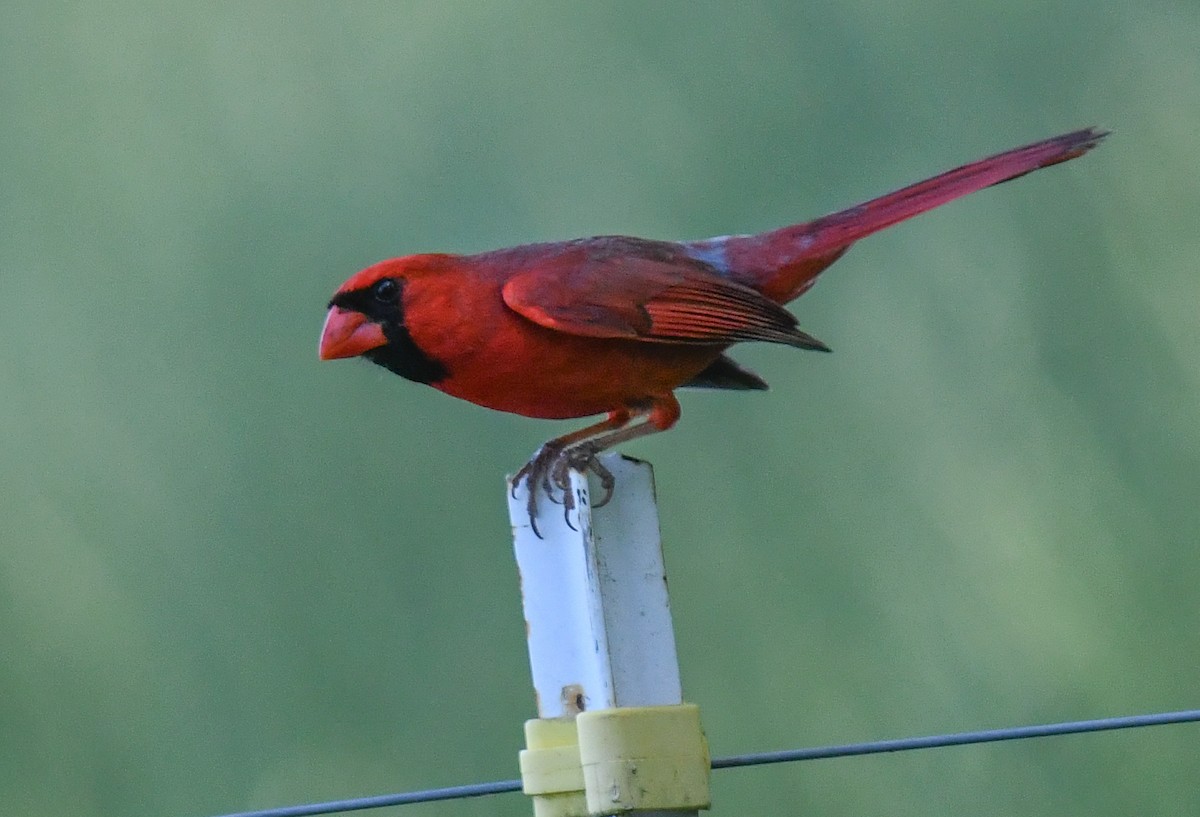 Northern Cardinal - ML635994151