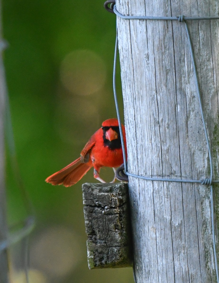 Northern Cardinal - ML635994152