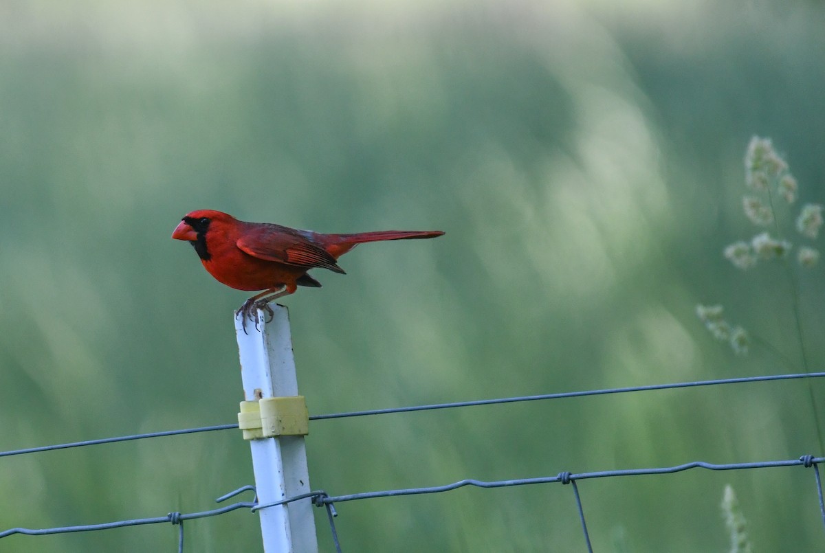 Northern Cardinal - ML635994153