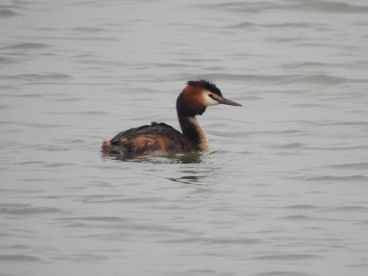 Great Crested Grebe - ML635994160