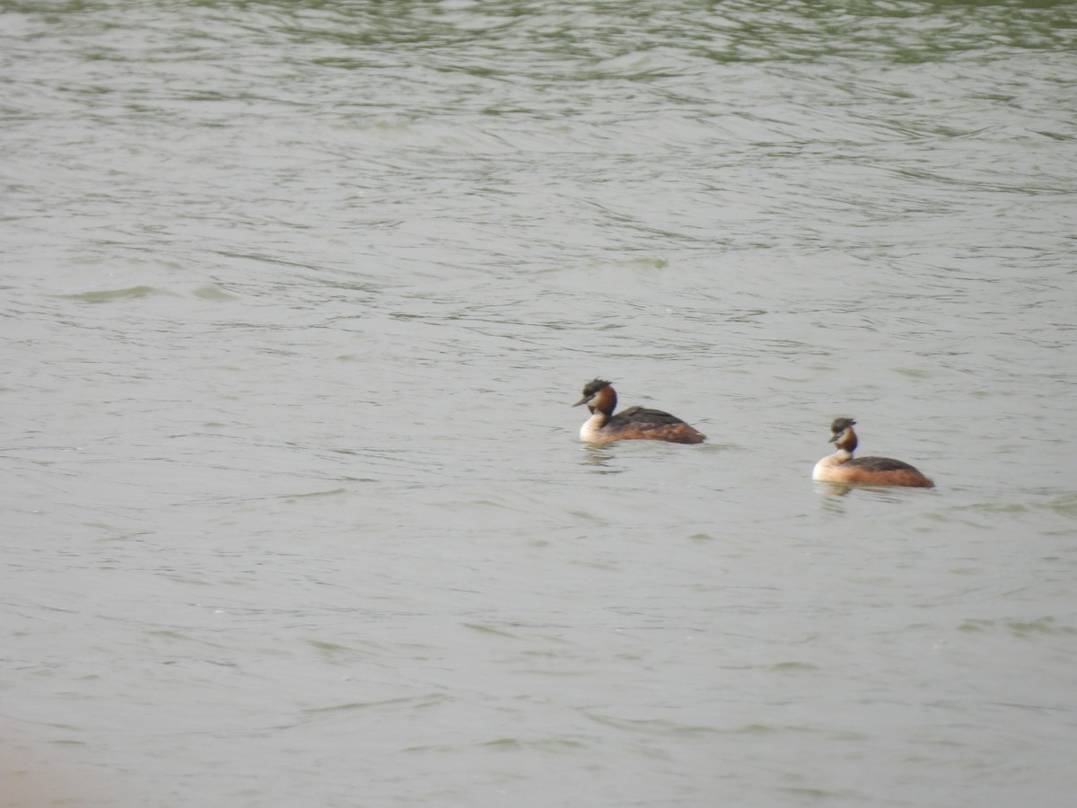 Great Crested Grebe - ML635994161