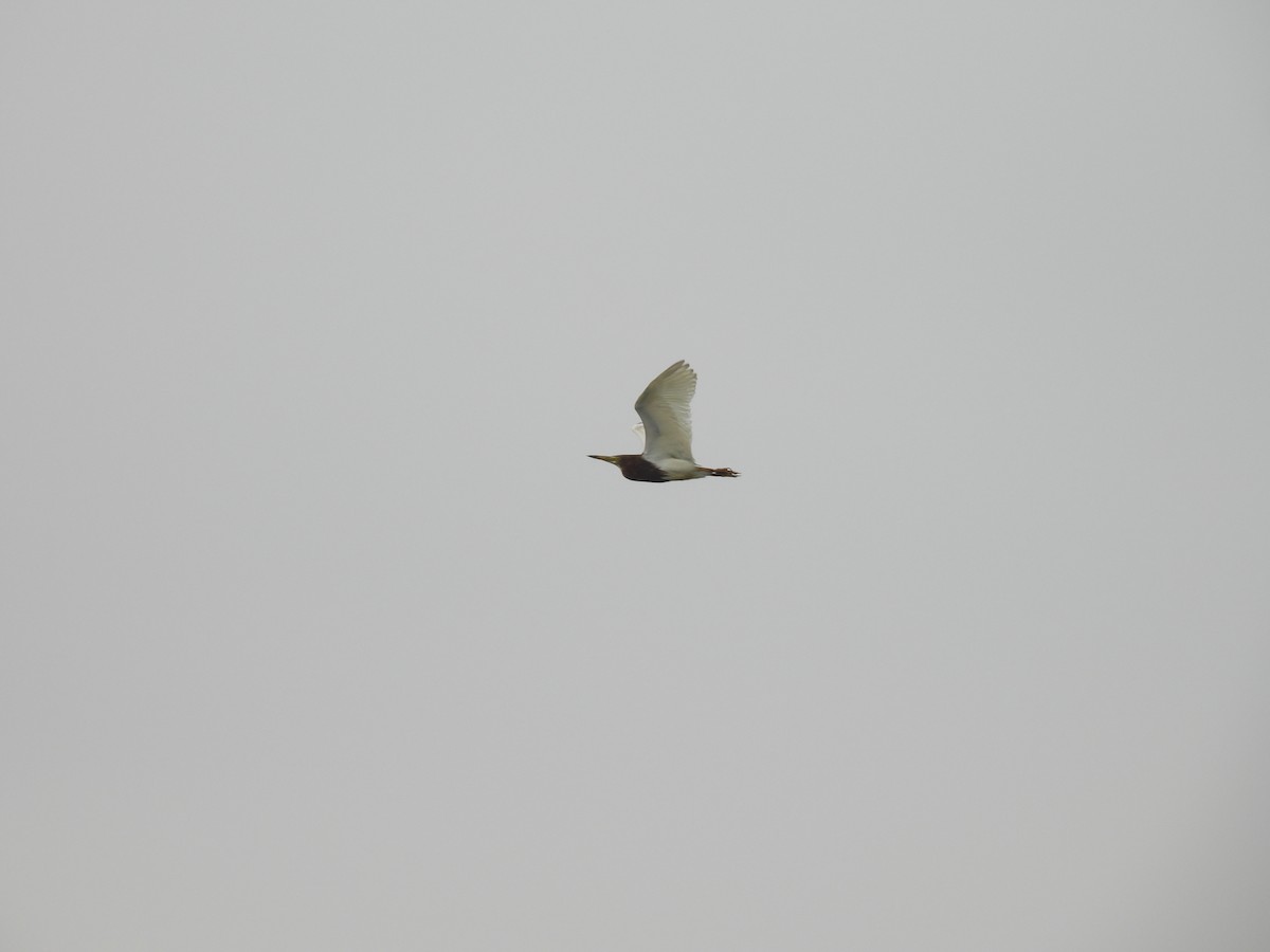 Chinese Pond-Heron - ML635994164