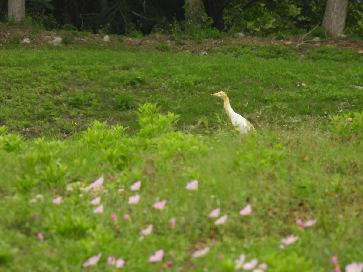 Eastern Cattle-Egret - ML635994177