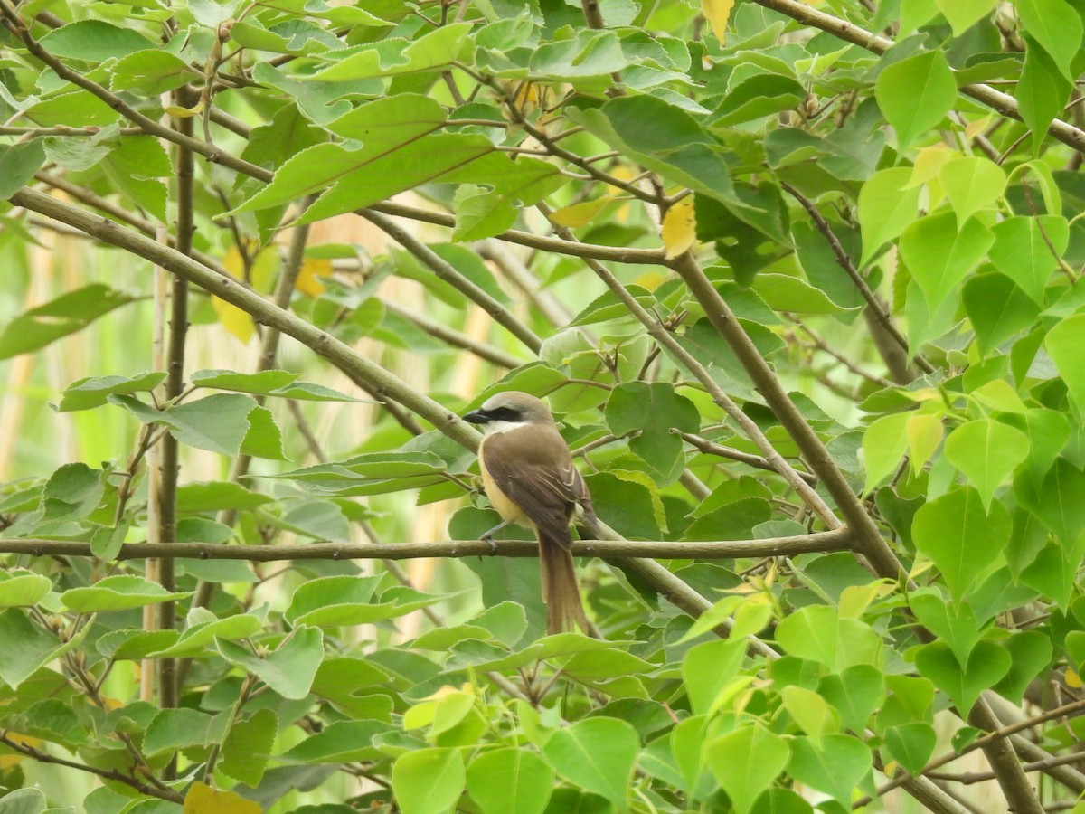 Brown Shrike - ML635994181