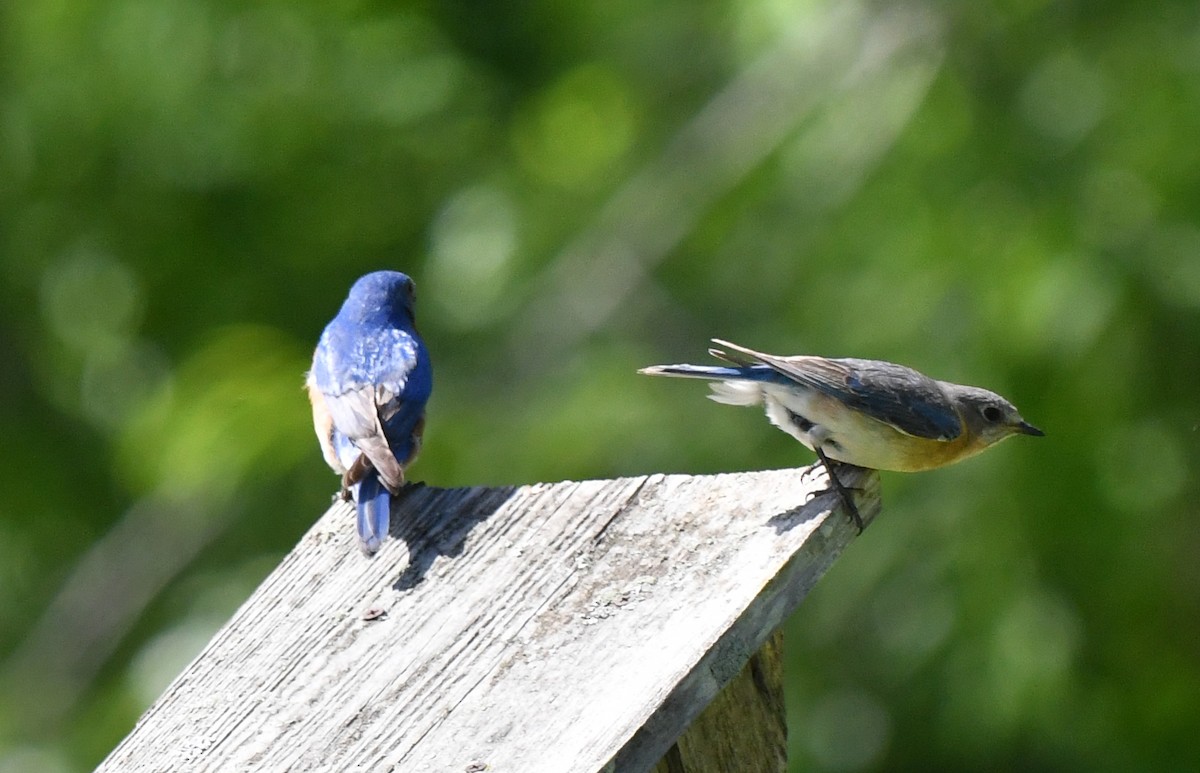Eastern Bluebird - ML635994185