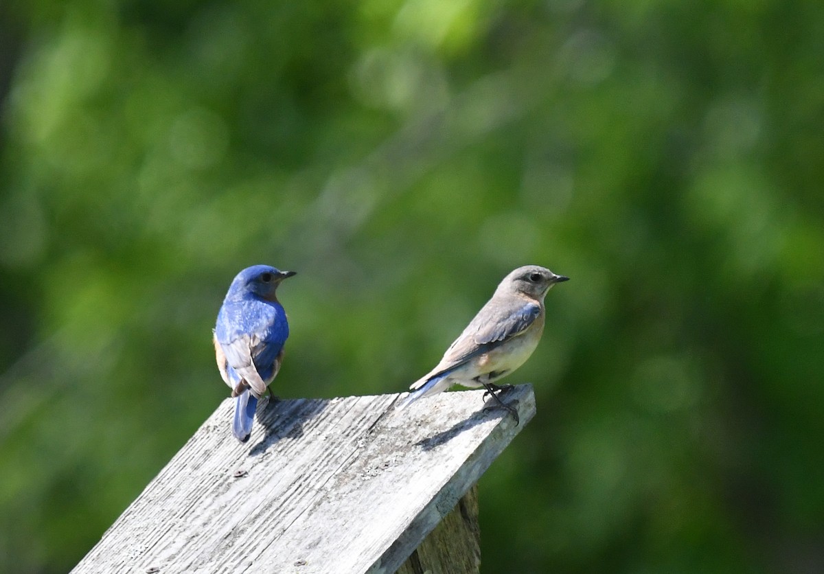 Eastern Bluebird - ML635994187