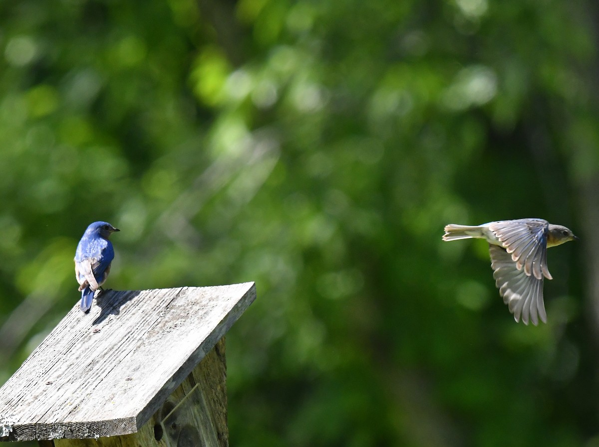 Eastern Bluebird - ML635994188