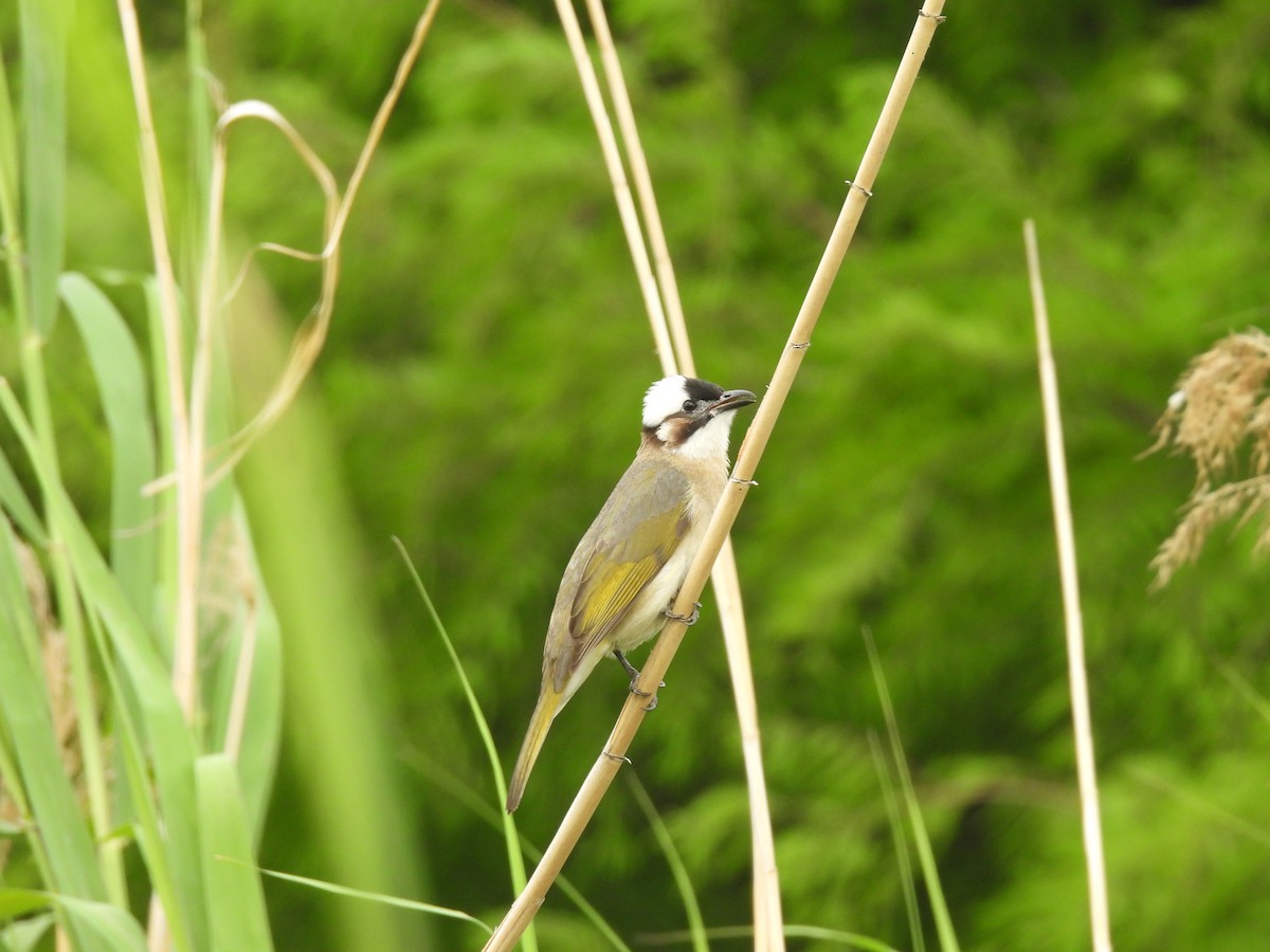 Light-vented Bulbul - ML635994191