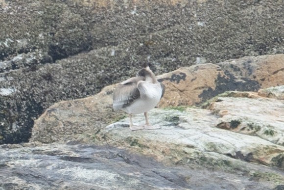 pelikán hnědý - ML635994192