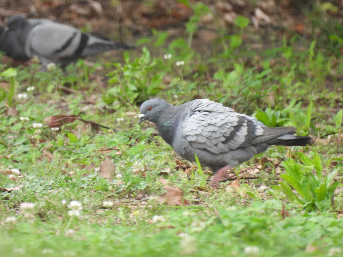 Rock Pigeon (Feral Pigeon) - ML635994206
