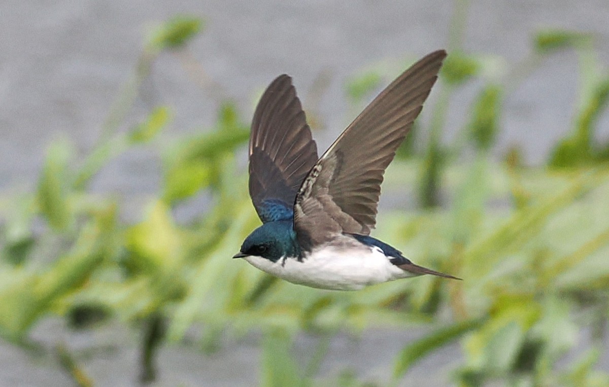 Tree Swallow - ML635994218