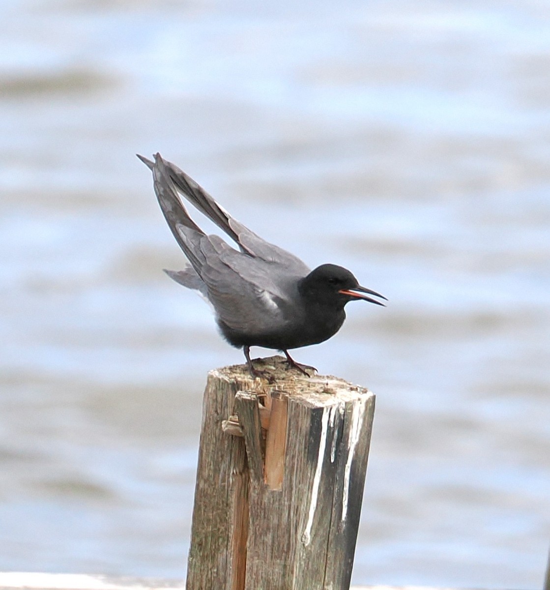 Black Tern - ML635994307