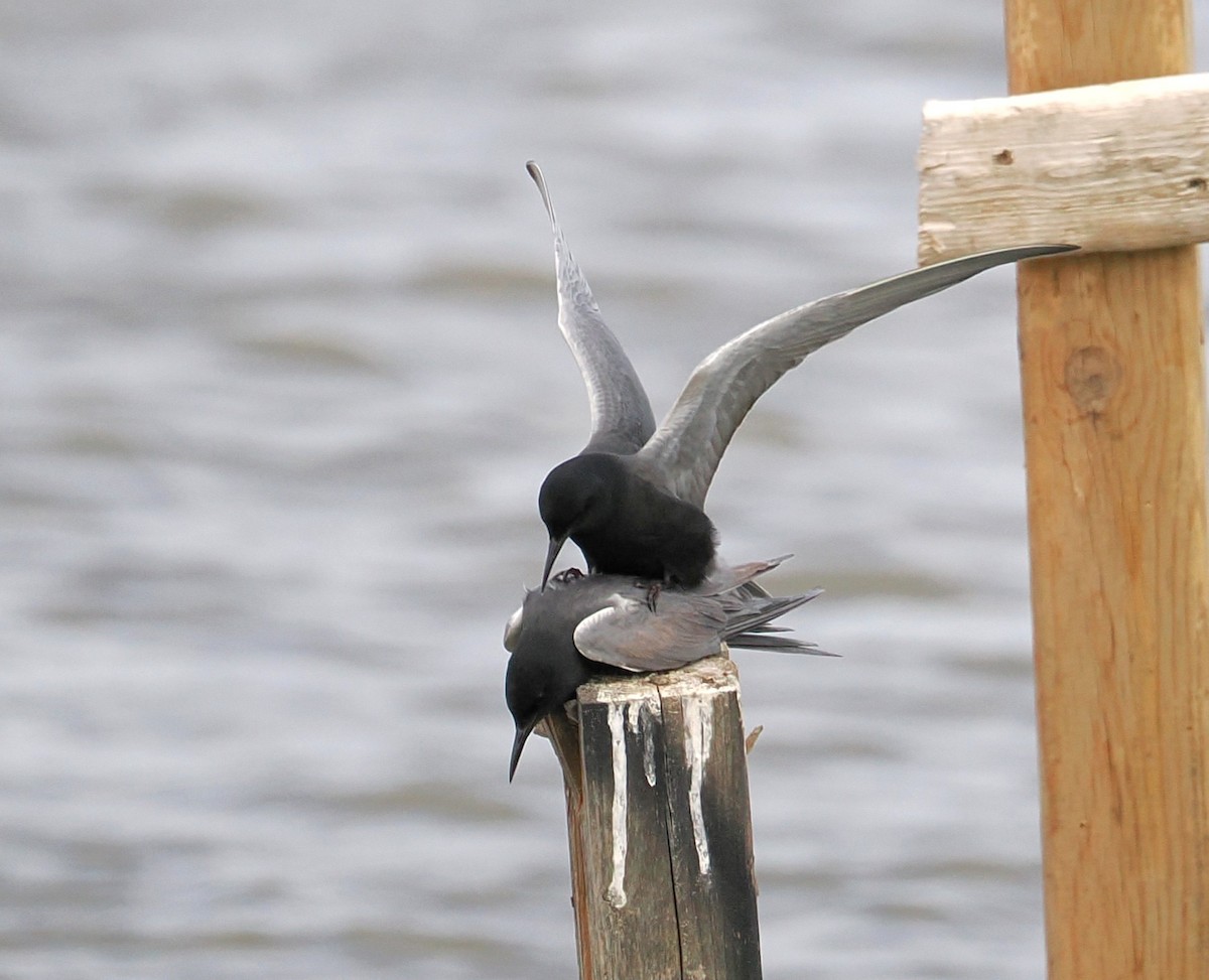 Black Tern - ML635994320