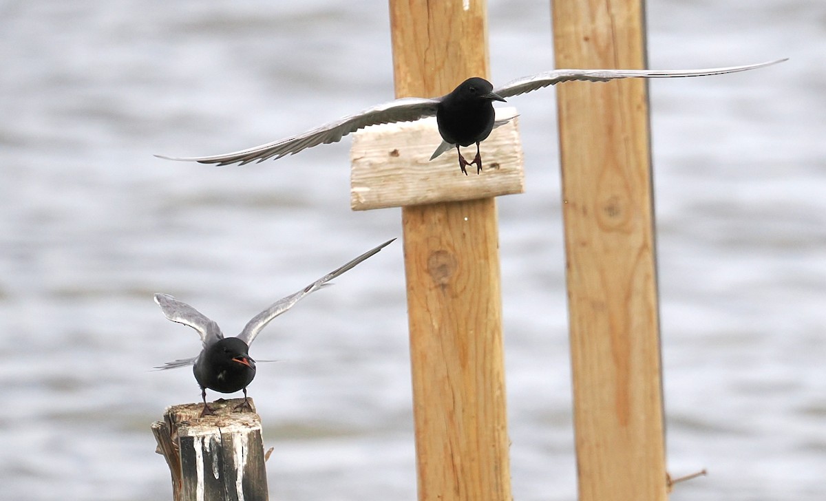 Black Tern - ML635994340