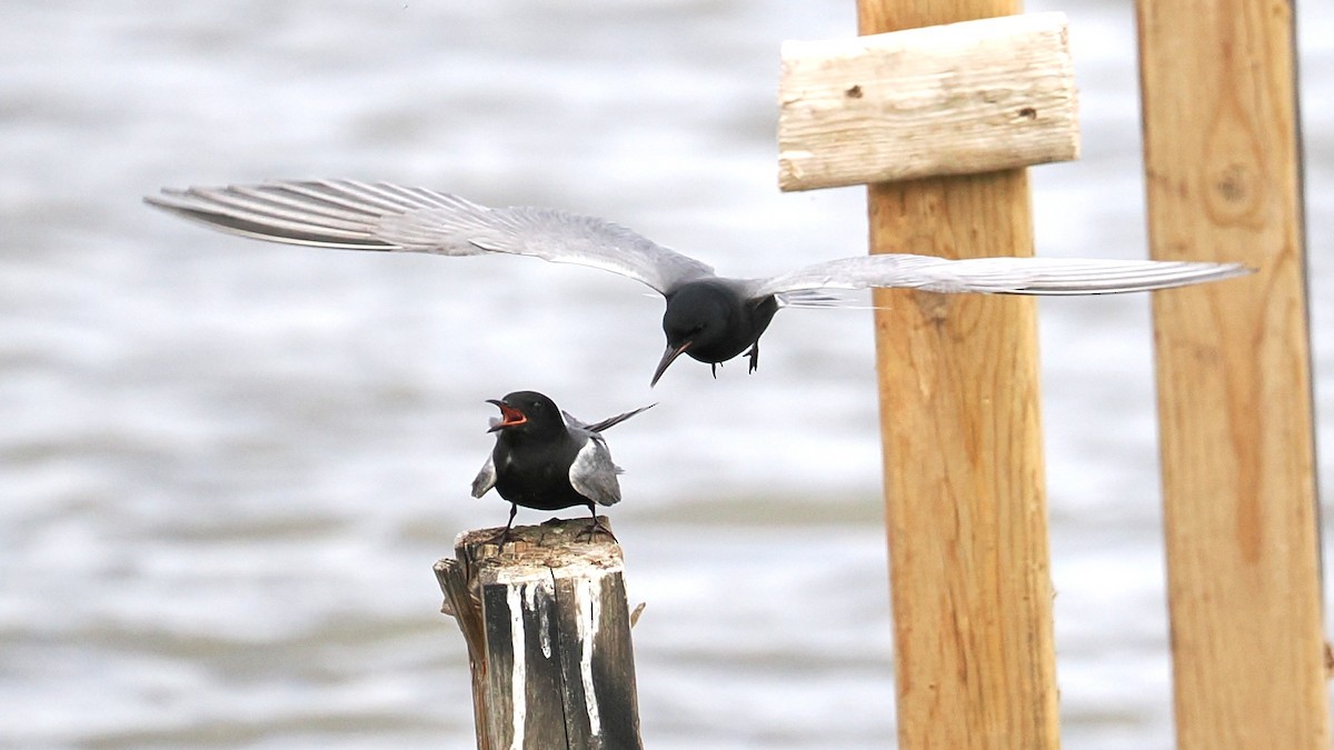Black Tern - ML635994346