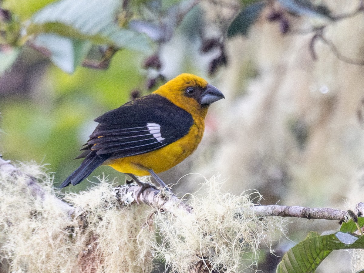 Black-thighed Grosbeak - ML635994425