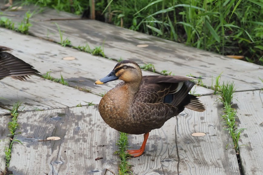 Eastern Spot-billed Duck - ML635994475
