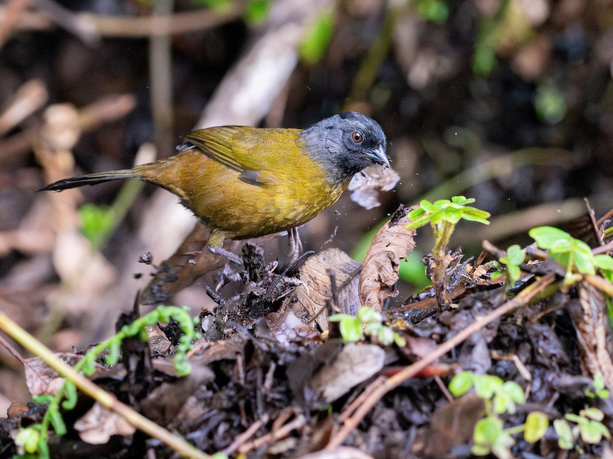 Large-footed Finch - ML635994484