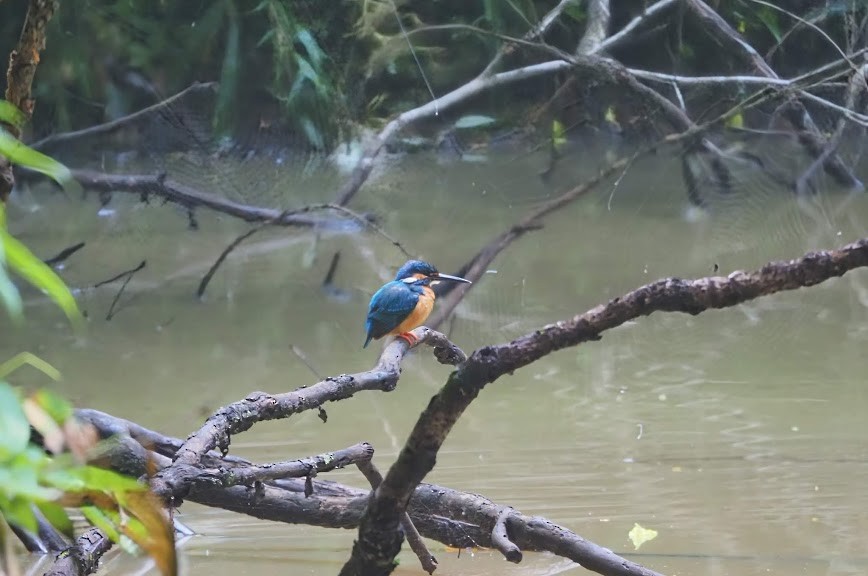 Common Kingfisher - ML635994502