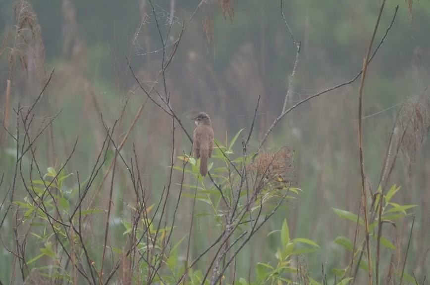 Oriental Reed Warbler - ML635994611