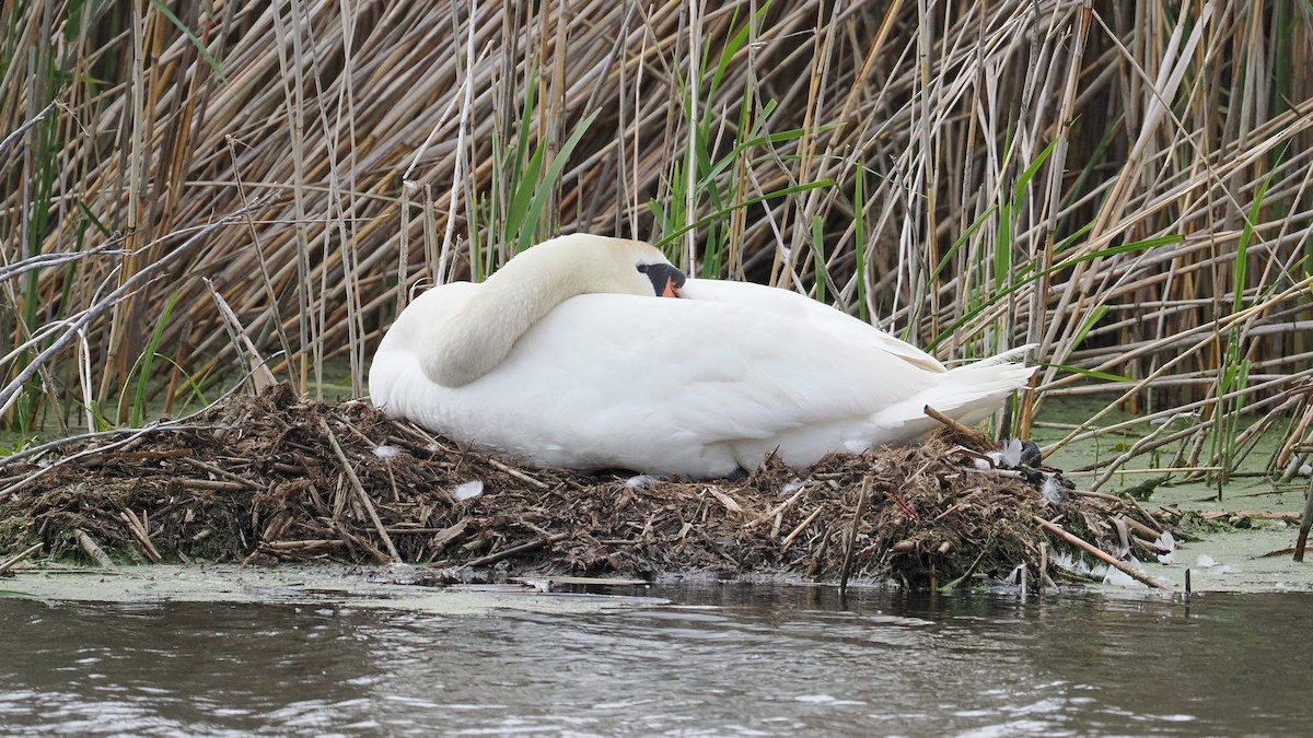 Mute Swan - ML635994679