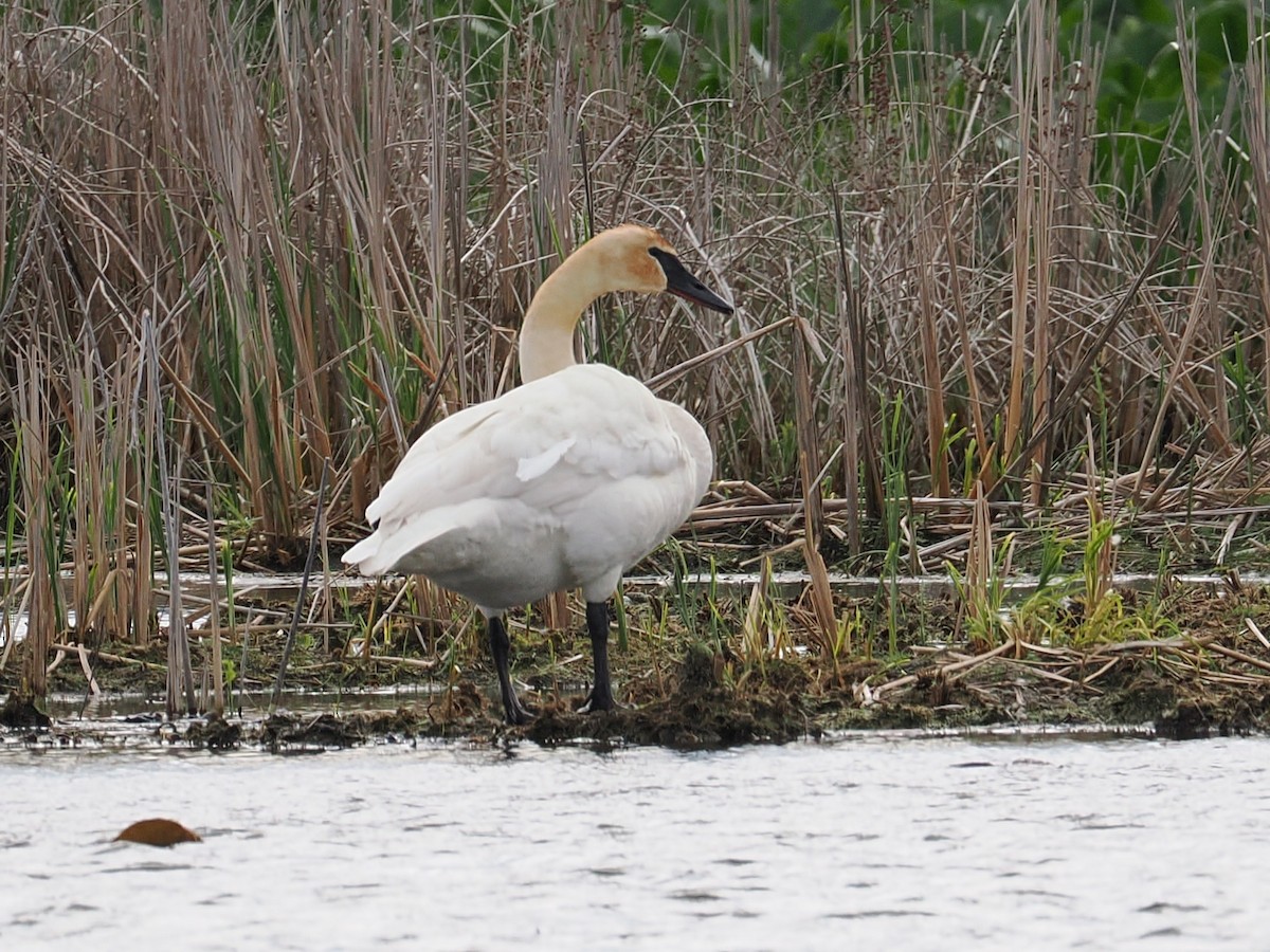 Trumpeter Swan - ML635994681