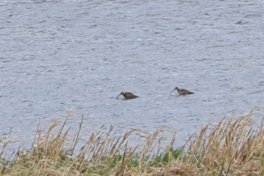 Hudsonian Godwit - ML635994703