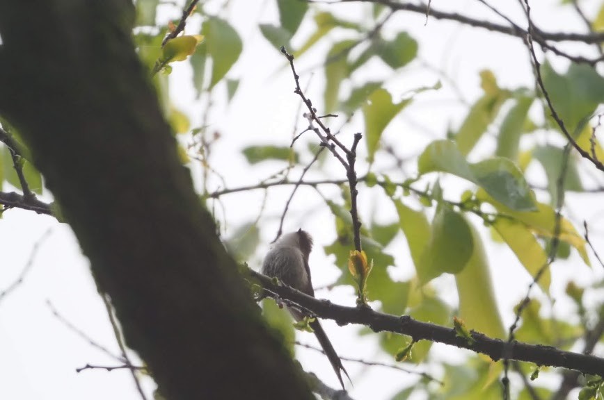 Long-tailed Tit - ML635994717