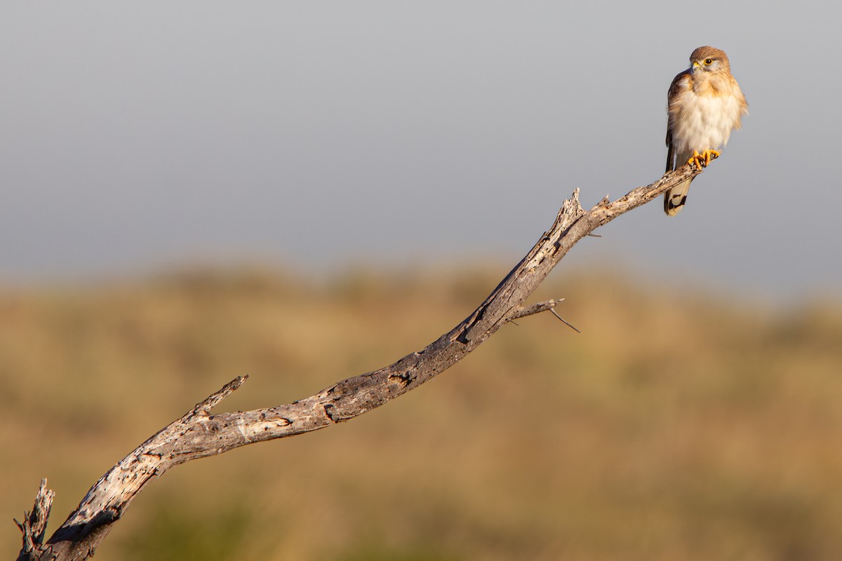 Nankeen Kestrel - ML635994726