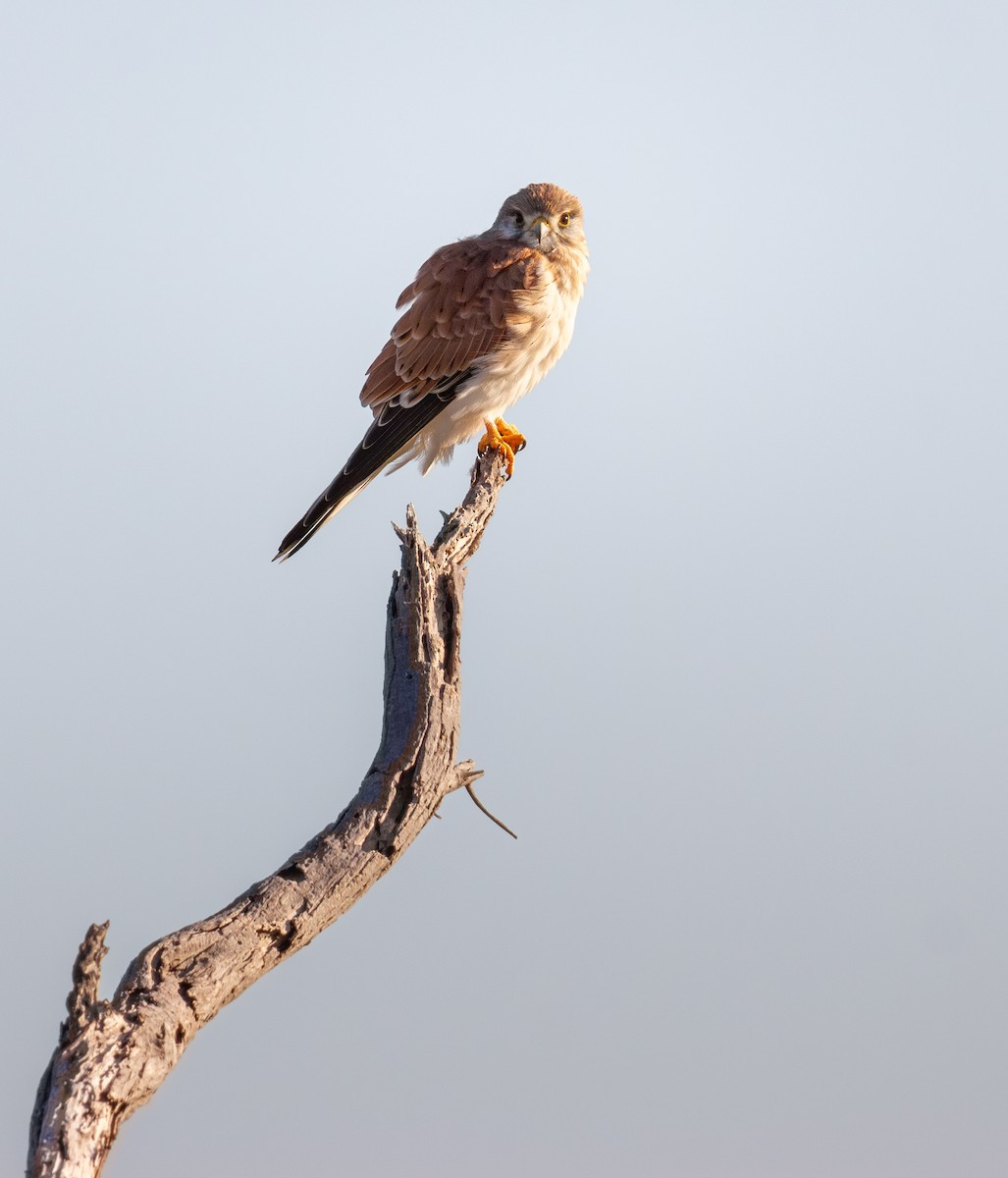 Nankeen Kestrel - ML635994727
