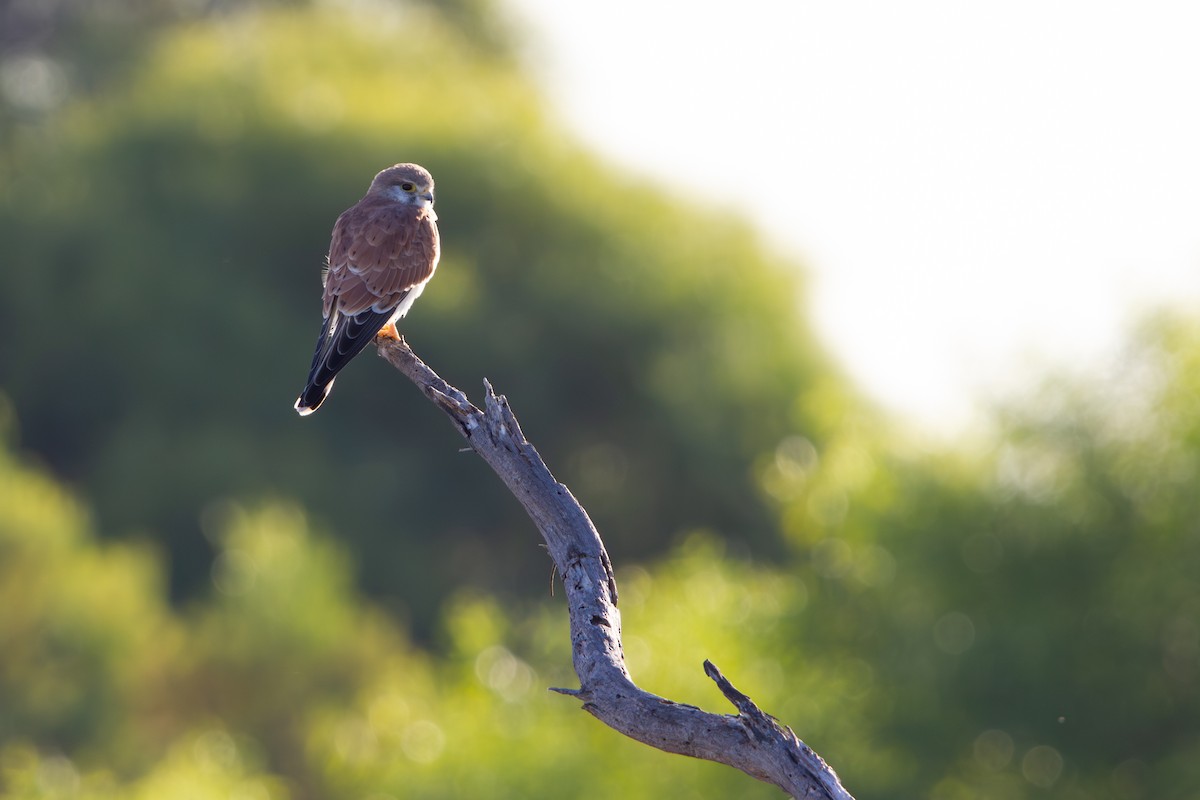 Nankeen Kestrel - ML635994728
