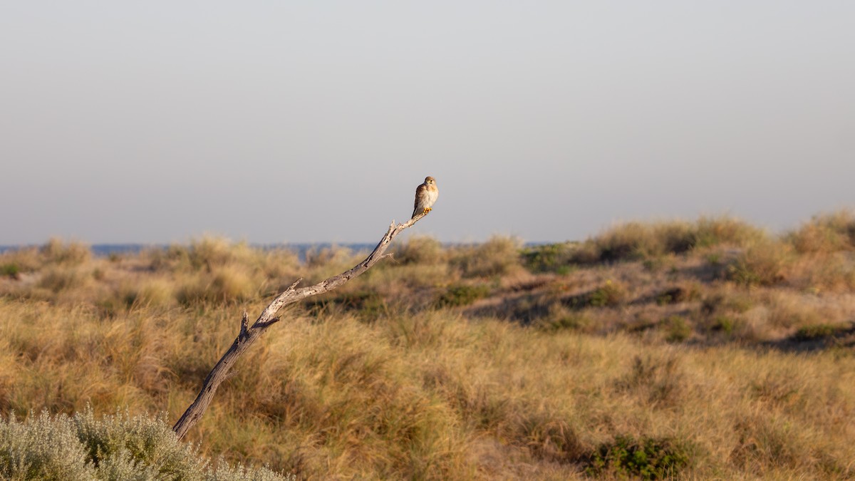Nankeen Kestrel - ML635994729