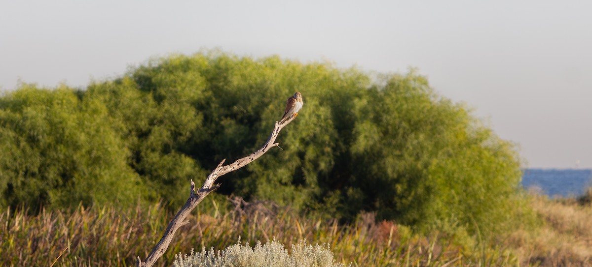 Nankeen Kestrel - ML635994730