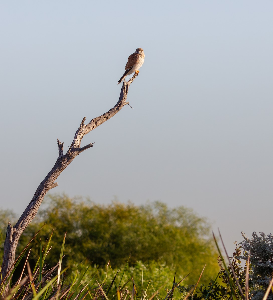 Nankeen Kestrel - ML635994731