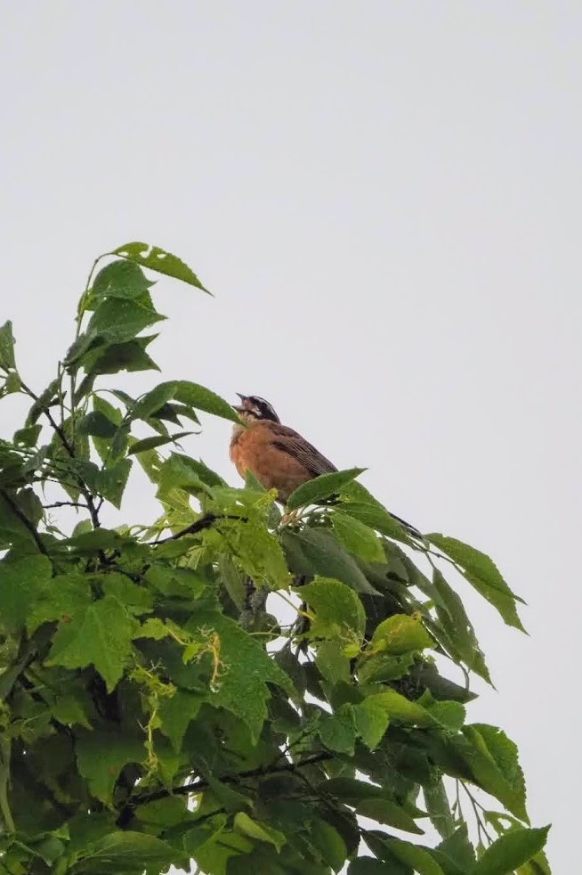Meadow Bunting - ML635994735