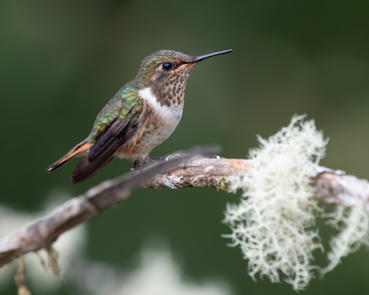 Volcano Hummingbird - ML635994808