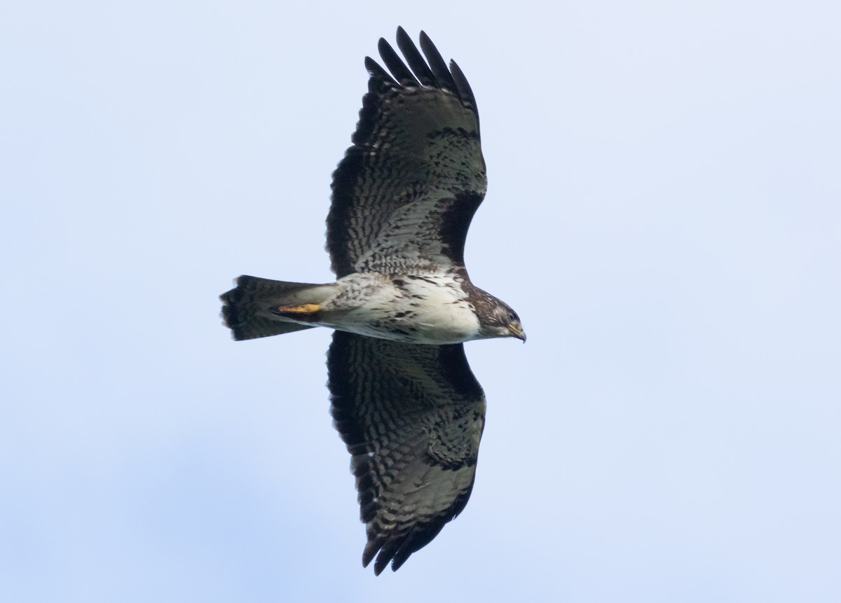Rufous-tailed Hawk - ML635994829